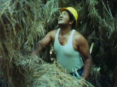 Hero image for The Young Giant Kaingaroa	