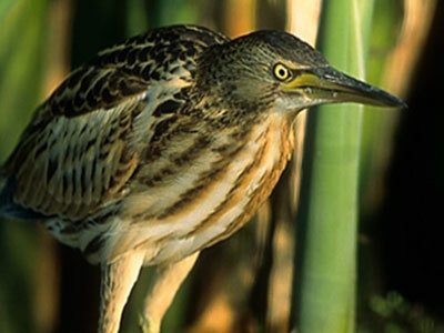 Hero image for Open Door - Whangārei Native Bird Recovery Centre