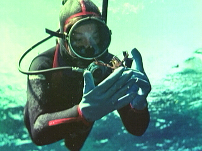 Hero image for Freshwater Dive
