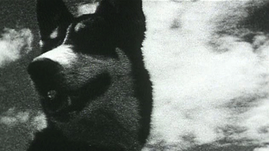 Hero image for This Film is a Dog