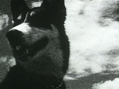 Image for This Film is a Dog