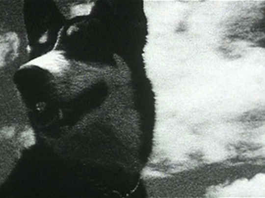 Thumbnail image for This Film is a Dog
