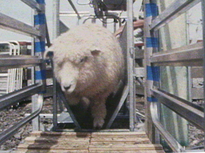 Hero image for Fast Forward - What a Weigh to Go