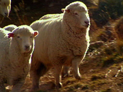 Hero image for Godzone Sheep