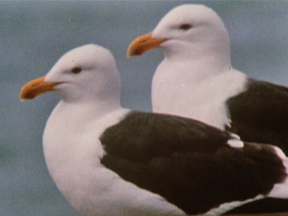 Hero image for The Big Gull - Karoro
