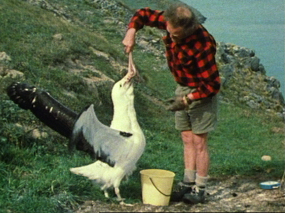 Hero image for Royal Albatross