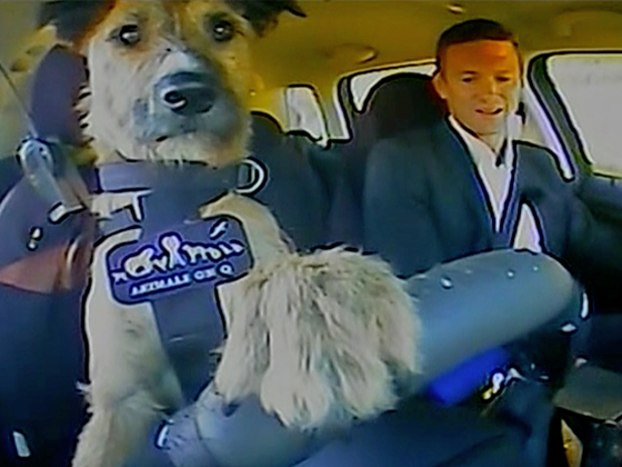 Hero image for Campbell Live - Driving Dogs 