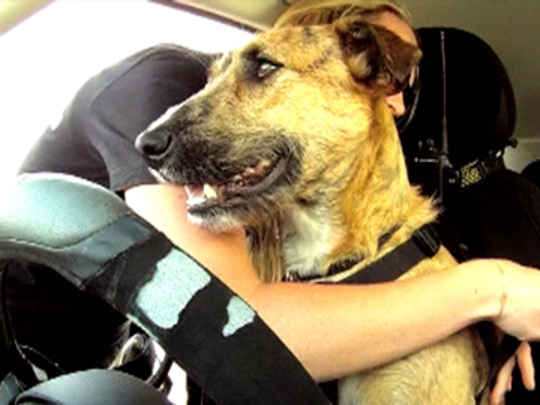 Thumbnail image for Campbell Live - Driving Dogs 