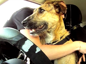 Image for Campbell Live - Driving Dogs 