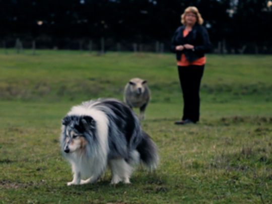 Thumbnail image for Loading Docs 2015 - Conversations with Pets