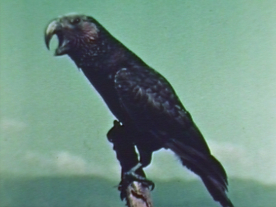 Hero image for Legend of Birds