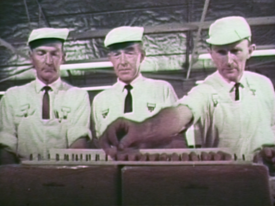 Hero image for The Dairy Industry