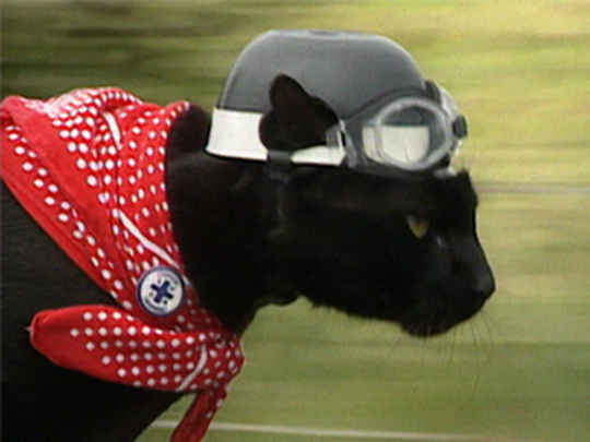 Thumbnail image for Newsnight - Rastus the Cat