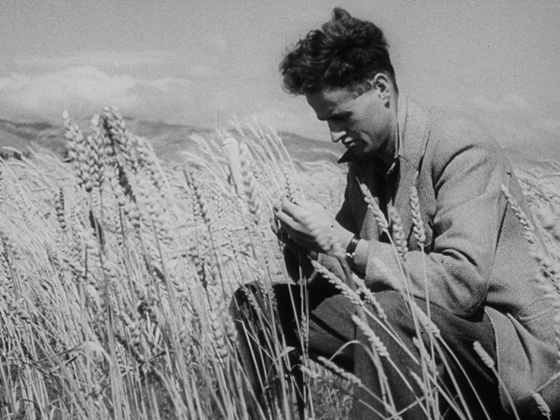 Hero image for Weekly Review No. 337 - Wheat Problem 1948