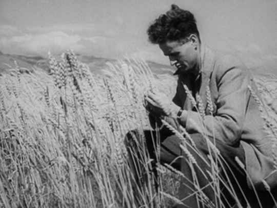 Thumbnail image for Weekly Review No. 337 - Wheat Problem 1948