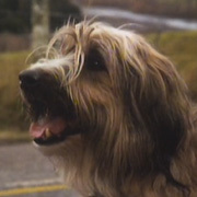 Profile image for Toby the Dog