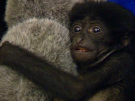 Hero image for Zoo Babies - Raising Baby Iwani