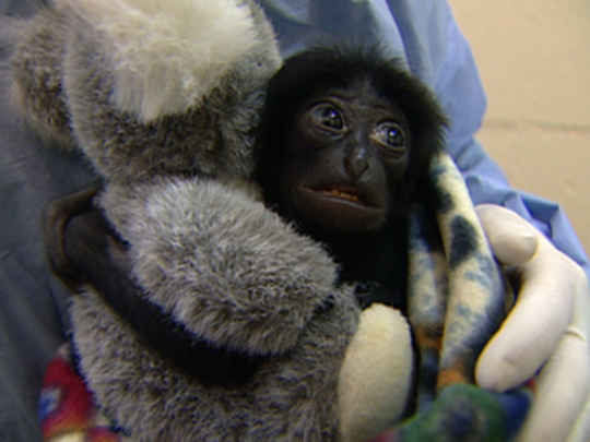 Thumbnail image for Zoo Babies - Raising Baby Iwani