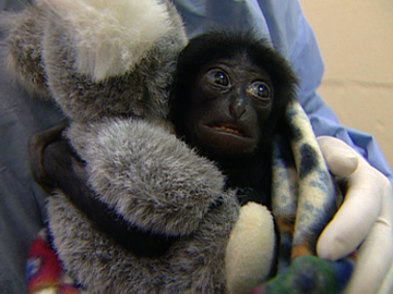 Image for Zoo Babies - Raising Baby Iwani
