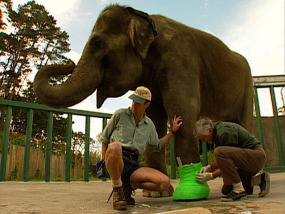 Hero image for Best of the Zoo - First Episode 