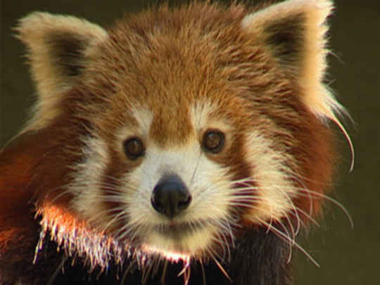 Thumbnail image for Best of the Zoo - First Episode 