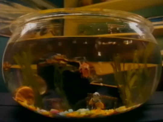 Thumbnail image for Eric the Goldfish