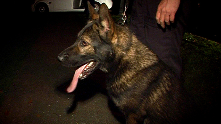 Hero image for Dog Squad - First Episode