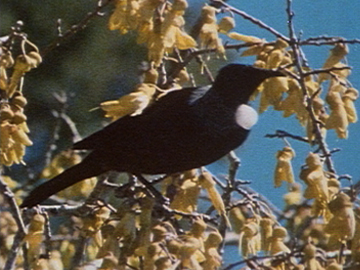 Image for Hidden Places: Ōkārito