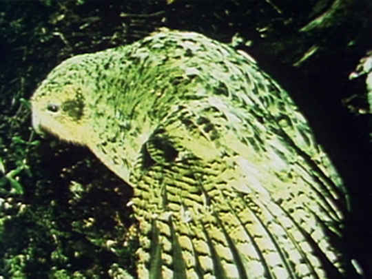 Thumbnail image for Kākāpō - Night Parrot