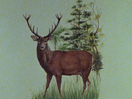 Thumbnail image for Red Deer