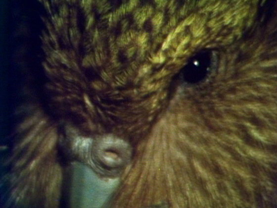 Hero image for Kākāpō - Night Parrot