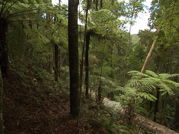 Image for Song of the Kauri