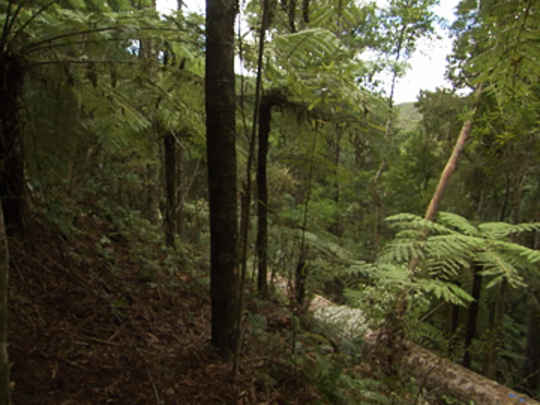 Thumbnail image for Song of the Kauri