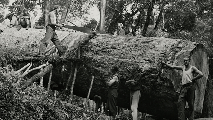 Hero image for Song of the Kauri