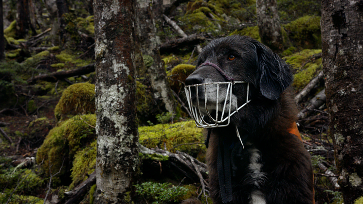 Hero image for Loading Docs 2017 - Ajax the Kea Conservation Dog