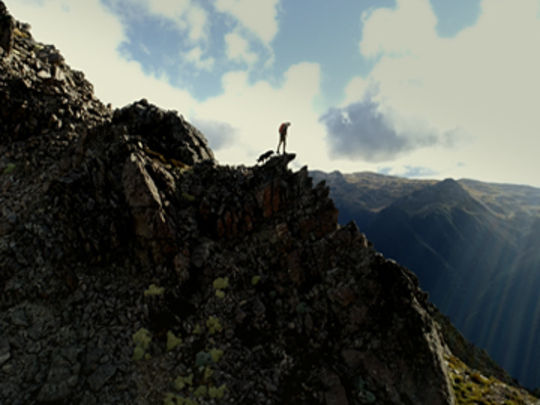 Thumbnail from title in The Bird Collection | NZ On Screen
