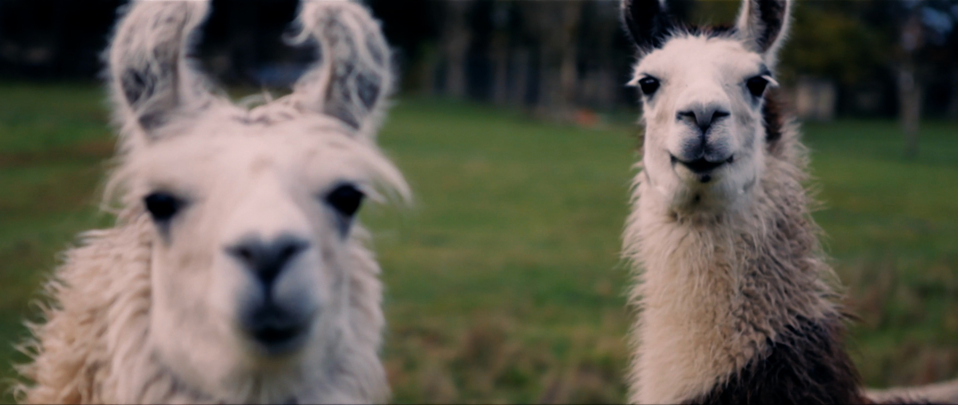 Hero image for Loading Docs 2015 - Conversations with Pets