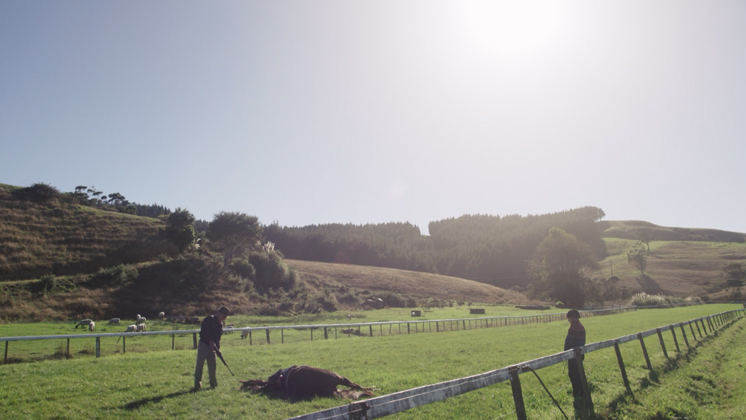 Hero image for Kiwi