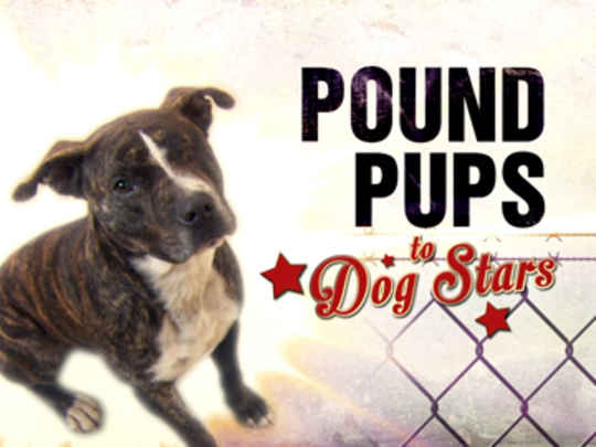 Thumbnail image for Purina Pound Pups to Dog Stars  