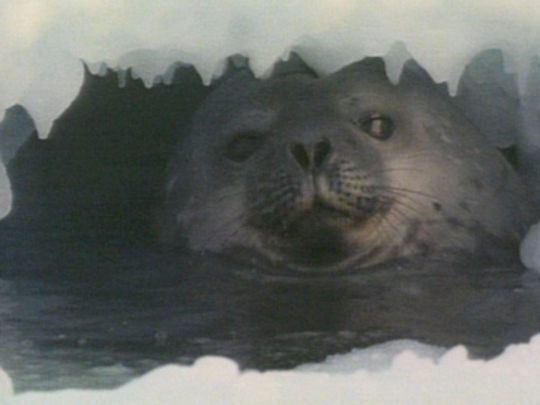 Thumbnail from title in The Antarctica Collection | NZ On Screen