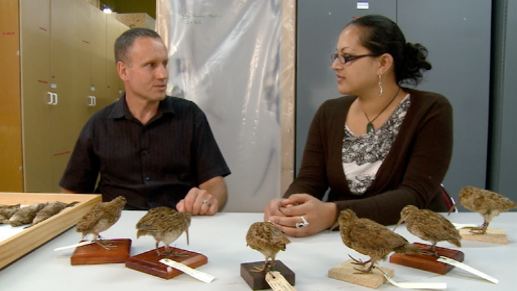 Hero image for Tales from Te Papa - The Tale of the Hakawai