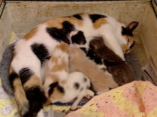 Animal House/SPCA Rescue | Series | Television | NZ On Screen Animal House/SPCA Rescue | Series | Television | NZ On Screen