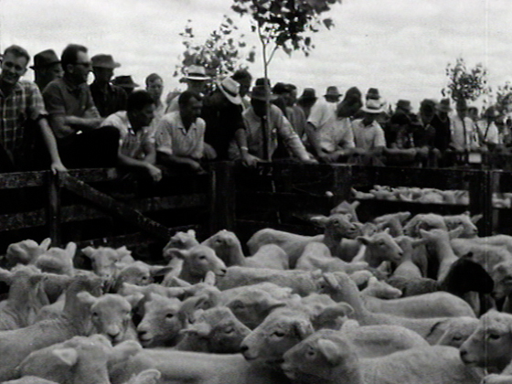 Hero image for Landscape - Friday in a Country Town (Tūākau)