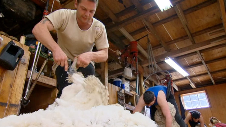 Hero image for Shearing Gang - First Episode