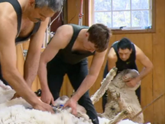 Thumbnail image for Shearing Gang - First Episode
