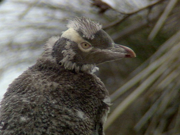 Image for Heartland - The Catlins