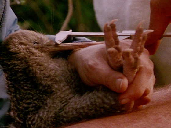 Hero image for Kiwi - A Natural History