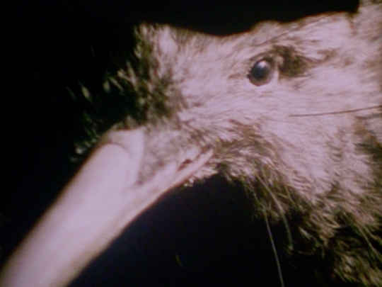 Thumbnail image for Kiwi - A Natural History