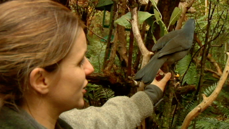 Hero image for Meet the Locals: Kōkako