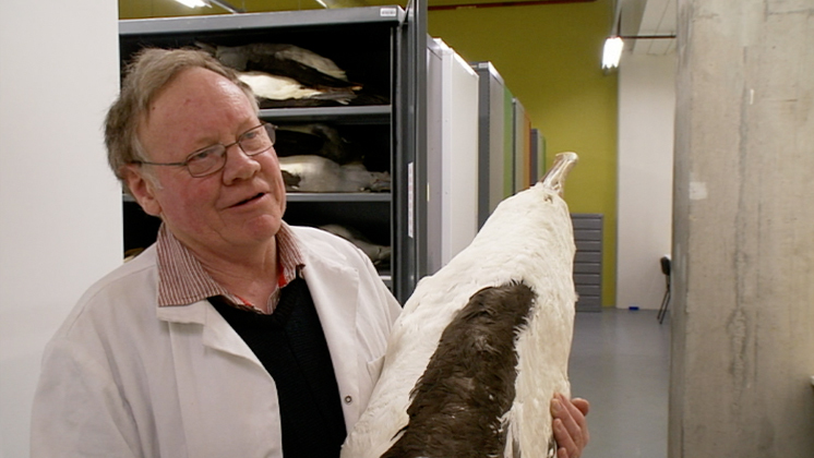 Hero image for Tales from Te Papa - Albatross 